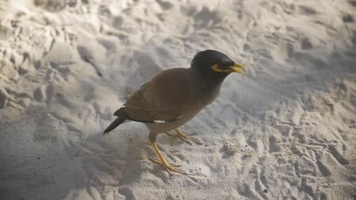 Panting Bird