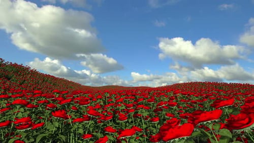 Feld aus roten Rosen mit Wolken