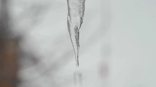 Melting Icicle Drops Water in Winter Close Up