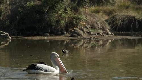 Pelican Swimming in a Pond with Other Birds