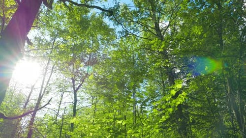 Green Oak Forest