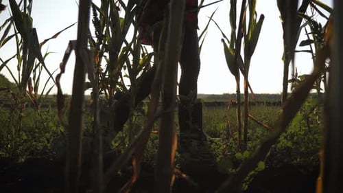 A Woman Farmer Walks Through a Green Cornfield. Farming and Agro Business Concept.