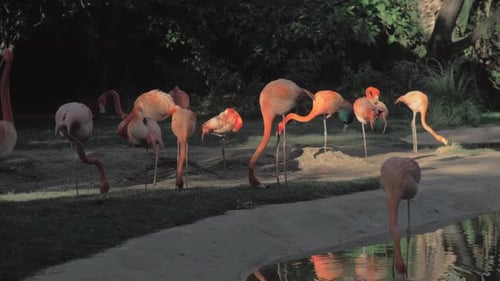 Flock of Flamingos Standing Near a Pond