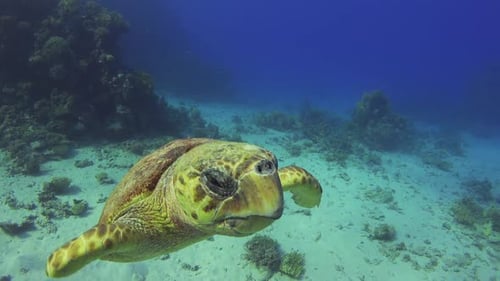 Turtle Swimming in Blue Water