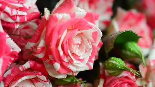 Rosen auf schwarzem Hintergrund. Fallende Wassertropfen auf Blumen.