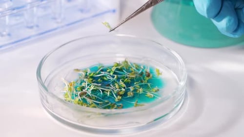 a Specialist Scientist Examines a New Species of Breeding Plant Sprouted in a Special Container