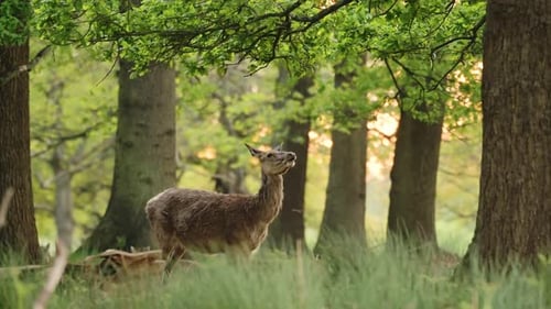 UK Wildlife, Female Red Deer Feeding and Eating Leaves from a Tree, Standing on Hind Legs in Richmon