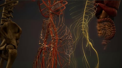 3D Scanning of Human Anatomy Systems and Organs