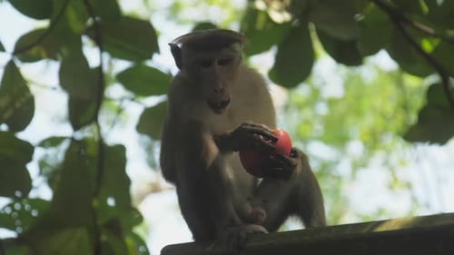 Monkey Eating a Fruit in the Tropics
