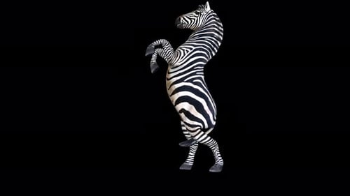 4K Zebra Attack