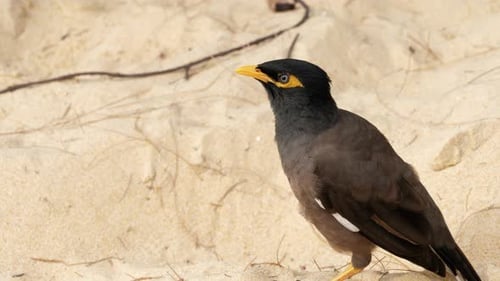 Common Myna -Acridotheres Tristis-