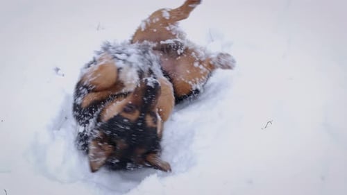 Dog Run in the Winter Park