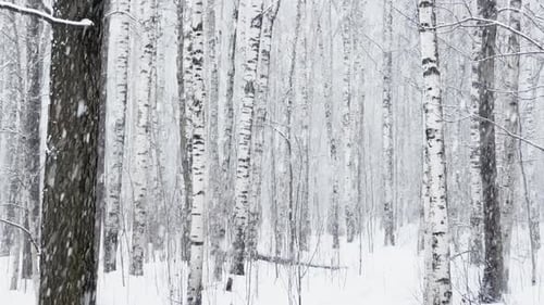 Starker Schneefall in einem wilden Park Große Schneeflocken fallen langsam Schneesturm Blizzard Niemand