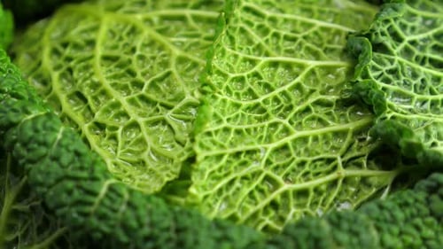 Close Up of Green Cabbage with Zoom Out