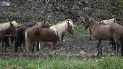 Portraits of an Icelandic Brown horses, close-up, Icelandic stallion posing in a field.