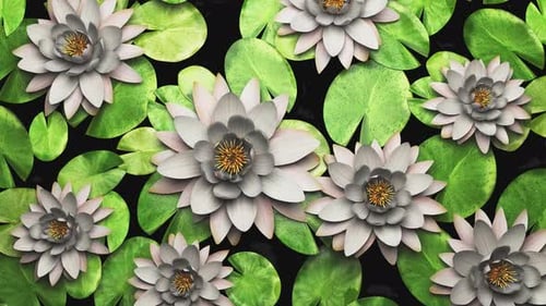 Water lily flowers or lotus on the water surface of a lake or swamp.