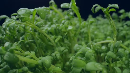 Fresh Green Seedlings Growing in Close Up Detail