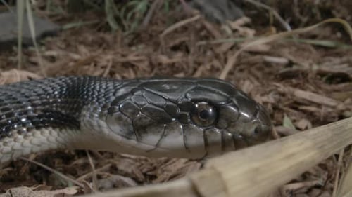 Black rat snake hunting extreme close up macro