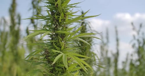 Lush Green Hemp Plants Growing on Farm