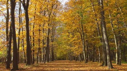 Autumn Forest Path with Vibrant Yellow Leaves