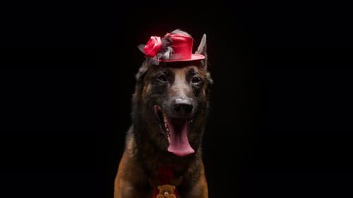 Portrait of Brown Belgian Shepherd Dog with Red Little Hat on Black Background