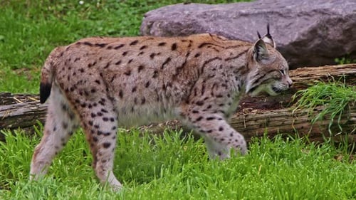 Der einsame Luchs wandert in seinem Gebiet