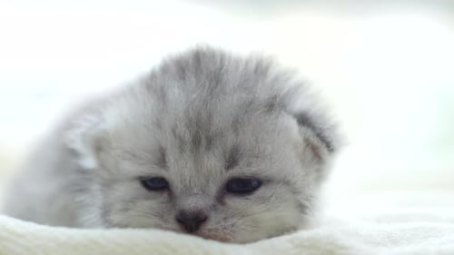 Close Up Cute Persian Kitten Lying On White Bed