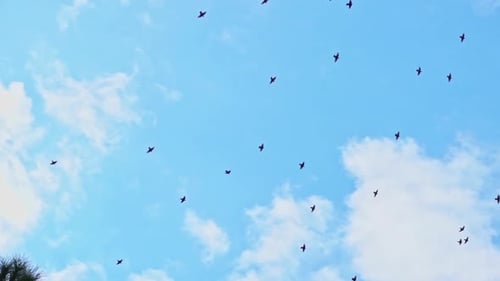 Birds Flying Freely in the Bright Blue Sky