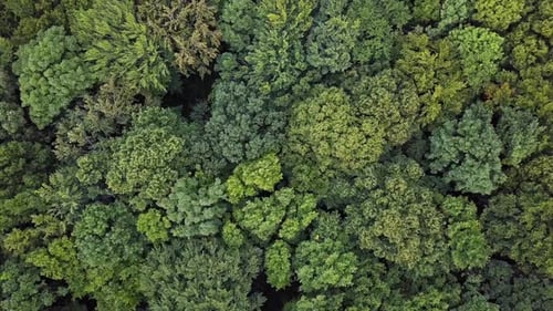 Overhead View of Top of Summer Forest