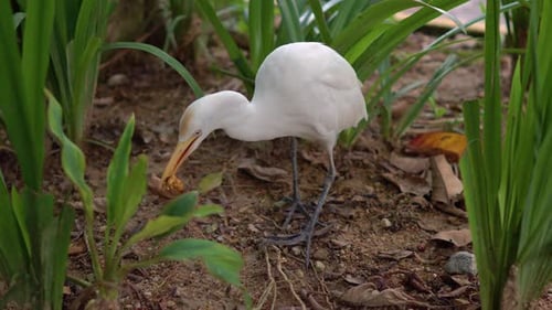White Heron in a Tall Grass Looking for a Food