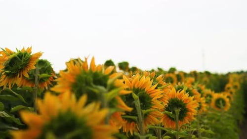 Feld mit jungen Sonnenblumen, Sonnenblumenblüten, leuchtend gelbe Sonnenblumen, riesige Plantage, Ackerland