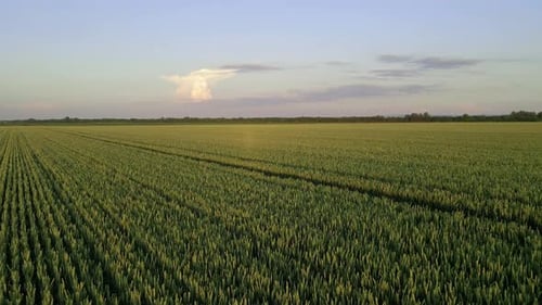 Beautiful Landscape Of A Green Wheat Field View From Above