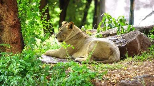 female lion resting near a tree