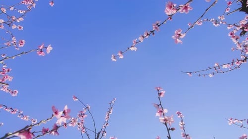 Astonishing Natural Beauty of Almond Orchard in Early Spring
