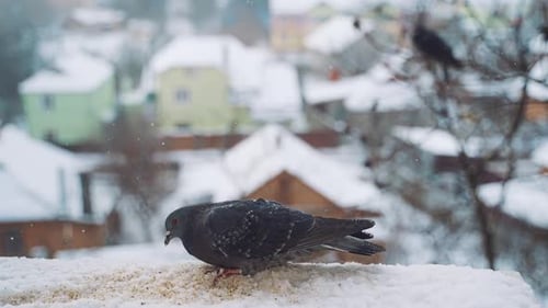 Hermoso pájaro en la nieve sobre el fondo de la ciudad invernal.