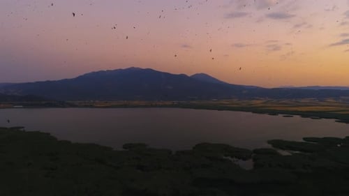 Oiseaux volants sur le ciel