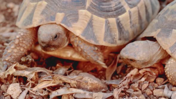 two angry turtles fighting .Panning with a large tortoise walking on ...
