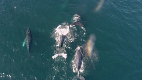 Family of Whales Visit Puerto Vallarta, Mexico. Strolling Along the Pacific Ocean