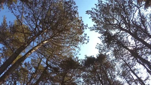 Tops Of The Trees In The Forest 7