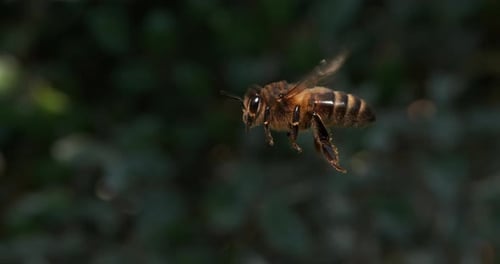 901256 European Honey Bee, apis mellifera, black Bee in Flight, Normandy, Slow motion 4K