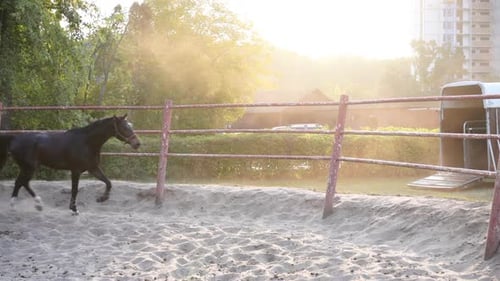 Horse Regular Training Running Circle Arena