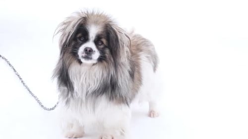 Energetic Little Black and White Dog She Has a Beautiful Fluffy Coat