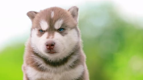 Retrato de cerca de un cachorro husky de cuatro semanas de color blanco-marrón de pie sobre suelo de madera