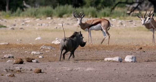 Warthog Trotting in African Wilderness with Gazelles
