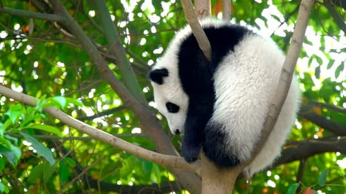 Baby Panda Resting Comfortably in a Tree
