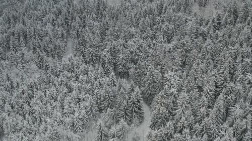Aerial View of Large Area of Frozen Forest with High Pine and Spruce Trees Covered with Snow
