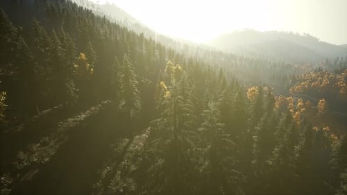 Aerial Drone View Flight Over Pine Tree Forest in Mountain at Sunset