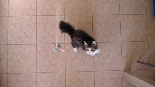 Fluffy Cat Plays with Mouse Toy