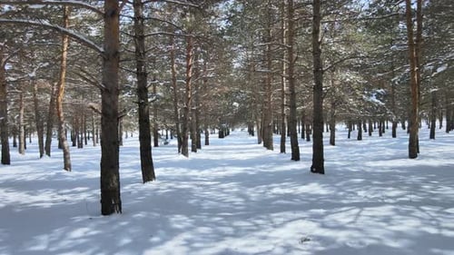 Peaceful Winter Forest with Fresh Snow