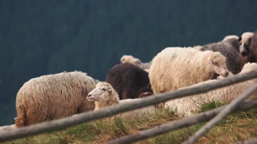 Rebanho de ovelhas em um prado